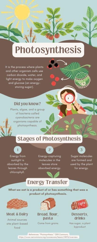Photosynthesis infographic