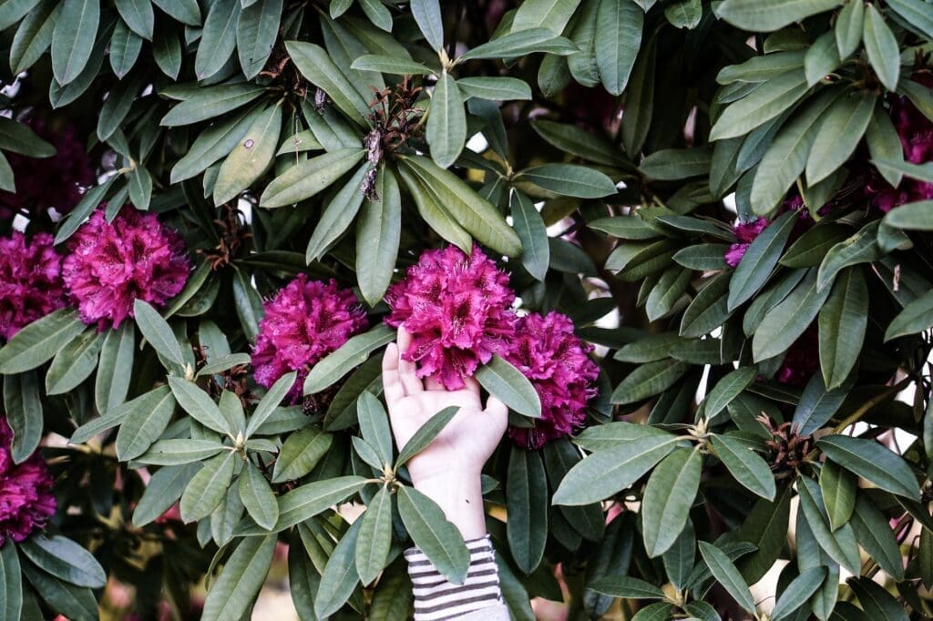 Rhododendron fertilizer