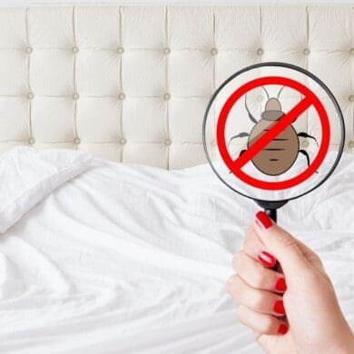 house hold items that kill bed bugs