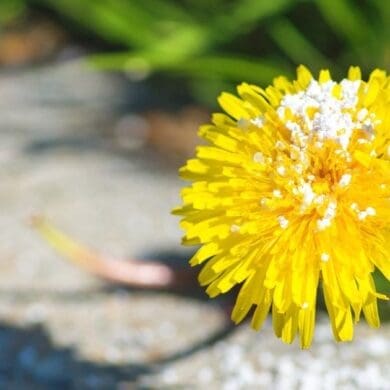 how to get rid of weeds in yard without chemicals
