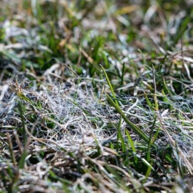 common lawn diseases: snow mold